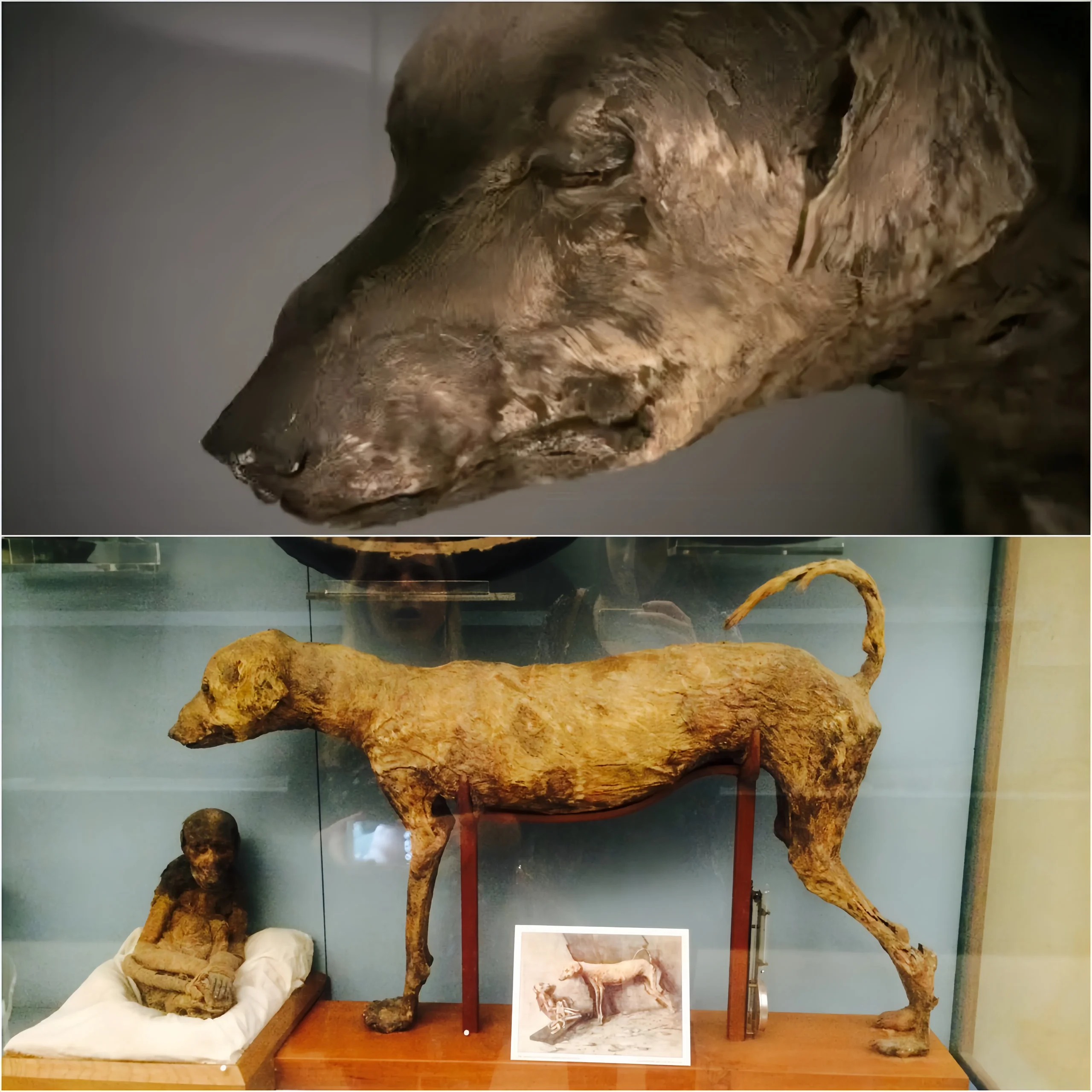 Cover Image for Découverte Exceptionnelle : Une Momie De Chien Vieille De 3 500 Ans Mise Au Jour Dans La Tombe D’un Pharaon Égyptien